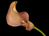 2021-10-12-11.46.42 ZS PMax.jpg