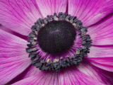 2022-04-22-11.26.27 ZS PMax.jpg