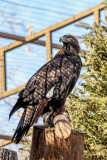 IMG_0139w.jpg