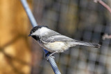 Black-Capped Chickadee