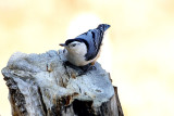 White-Breasted Nuthatch