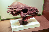Pachycephalosaurus