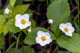 IMG_0086w.jpg