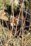 Red Panda