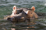 Hippopotamus