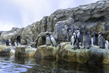 Humboldt, King and Rockhopper Penguins