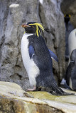 Rockhopper Penguin