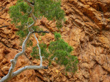 Central Australia