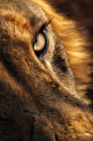 Out of Africa...