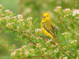parulines_et_roitelets__warblers_and_kinglets