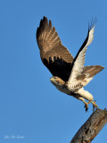 eperviers_balbuzards_rapaces