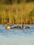 plongeon_huard_et_catmarin___loons