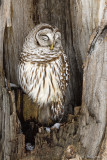 chouettes_hiboux_owls