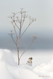 plectrophanes_des_neiges__snow_buntin
