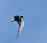 Black Tern, breeding