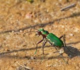 Grn sandjgare, (Cicindela campestris)