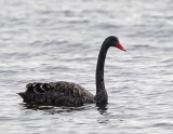 Black Swan, (introduced)