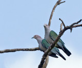 Green Imperial Pigeon