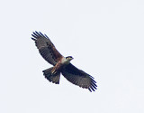 Rufous-bellied Eagle, adult, (hunting bats)