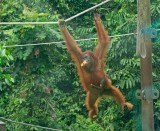 Bornean Orangutan, female with baby. Visiting feeding station