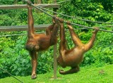 Bornean Orangutan, young individuals. (Living at the Centre)