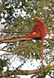 Maroon Leaf Monkey, female with young
