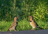 Yellow-shafted Flicker, males