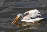Great White Pelican, looking for food