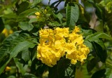 Yellow Trumpetbush, (Tecoma stans)