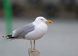 Herring Gull, adult