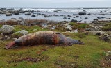 Grey Seal, found ded at the beach