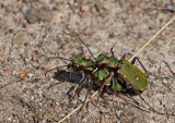Grn sandjgare, parning, (Cicindela campestris)
