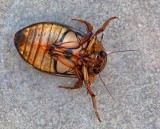 Gulbrmad dykare, hane, (Dytiscus marginalis)
