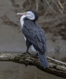 Pied Shag - Waikawa River