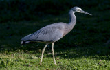 18 April 2022 - White Faced Heron