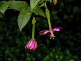 Banana Passionfruit - Passiflora tripartita