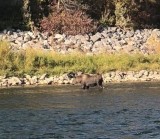 My Moose Pal