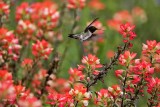 Hummingbirds, Swifts, and Swallows