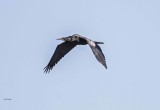 Aerial Water Birds