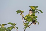 Eastern Kingbird