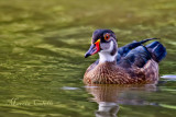 FEMALE WOOD DUCK-9748.jpg