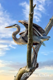 GREAT BLUE HERON IN A TREE_2009a.jpg