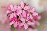 Crab tree blossom 2112.jpg