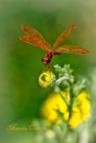 DRAGONFLIES