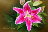 STARGAZER LILY 3540.jpg