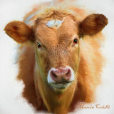 WEE LITTLE CALF 1673.jpg