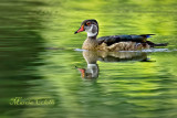 WOOD DUCK 9732.jpg