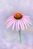 CONEFLOWER-0235.jpg