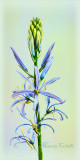 SIBERIAN SCILLA--2175.jpg