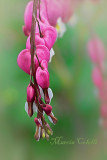 BLEEDING HEART-2958-.jpg